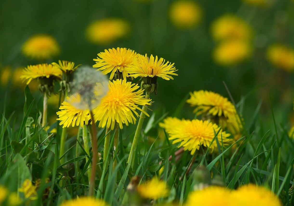 dandelions 2