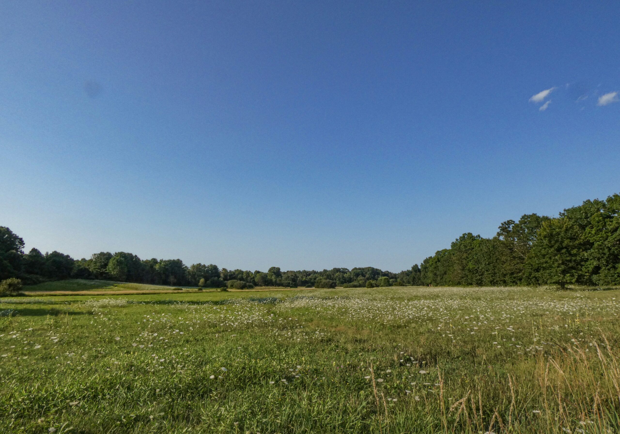 open green field