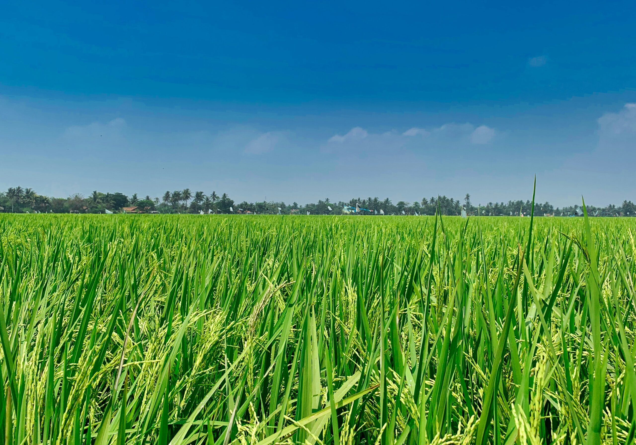 rice field