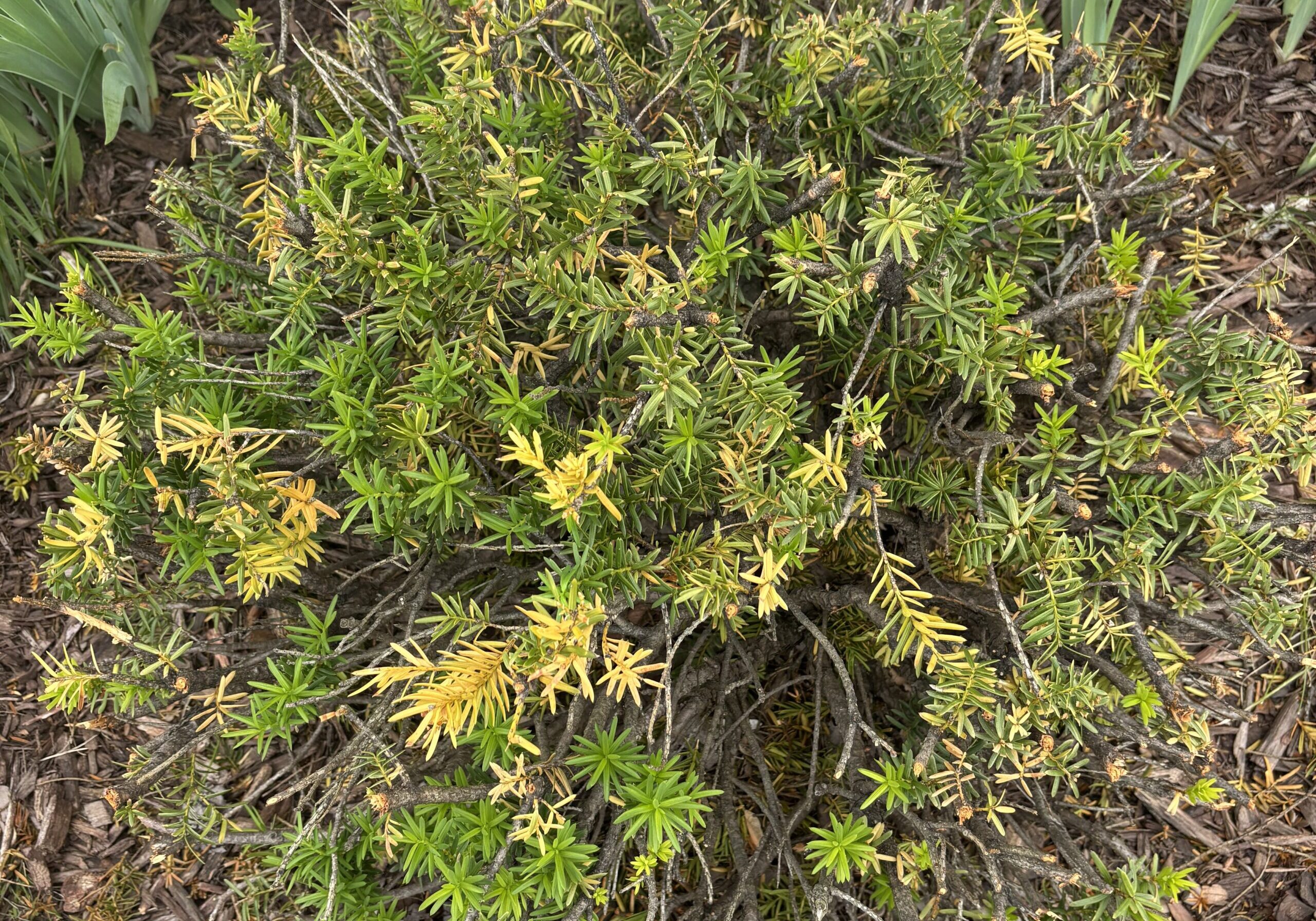 trimmed bush 2
